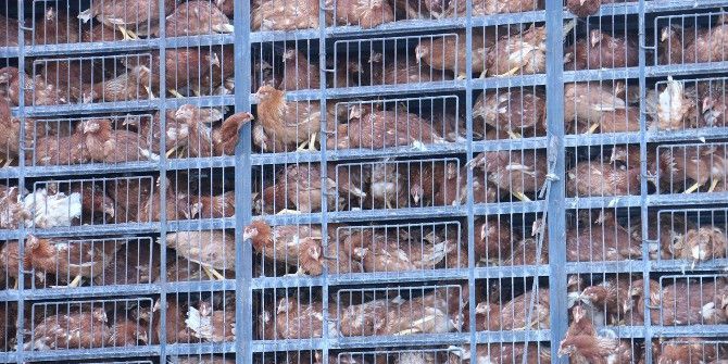 Ordu’da 10 Bin Tavuk Dağıtıldı