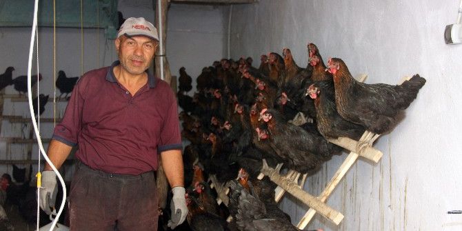 Hobi Olarak Başladı, Tavuk Çiftliği Kurdu