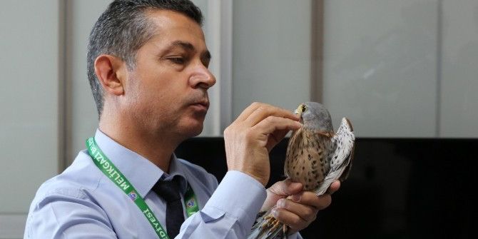 Gesi’de Bulunan Yavru Yaralı Doğan, Yine Doğa İle Buluştu