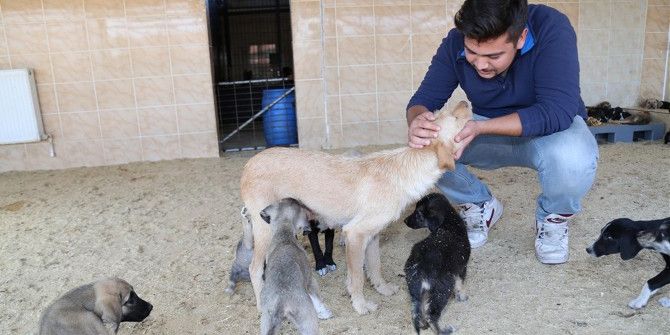 Can Dostlar Yeni Sahiplerini Bekliyor