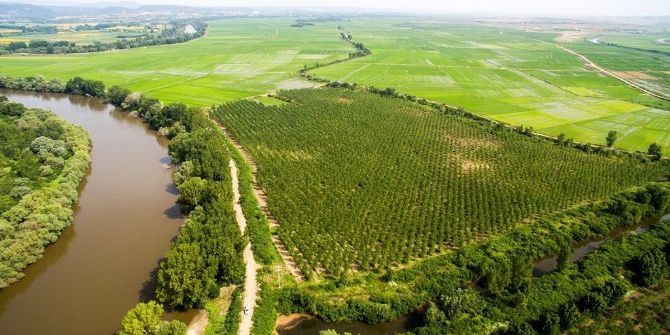 Meriç Nehri Sınırı Kavaklarla Korunuyor