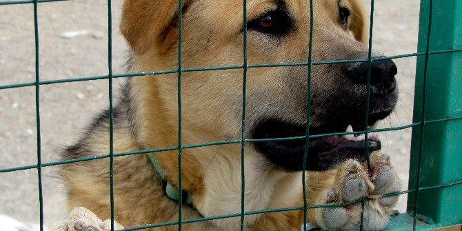 Çesal’dan Sokak Hayvanları İçin Uyarı