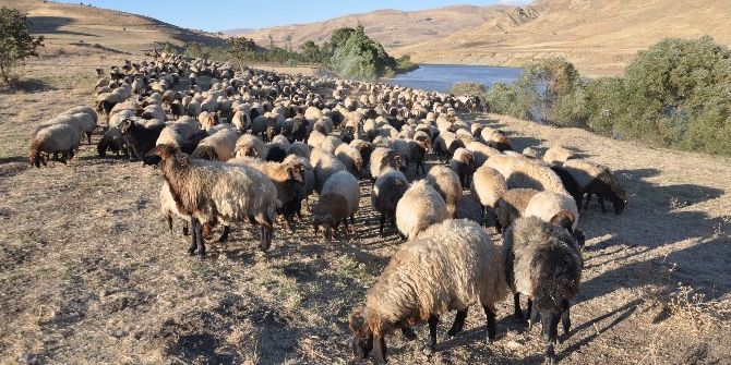 Göçerlerin Zorlu Dönüş Yolculuğu Sürüyor
