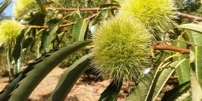 Kestanede Hasat Sezonu Başlıyor