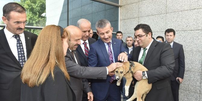 Ankara Büyükşehir’den, ’Hayvanları Koruma Günü’ Etkinliği