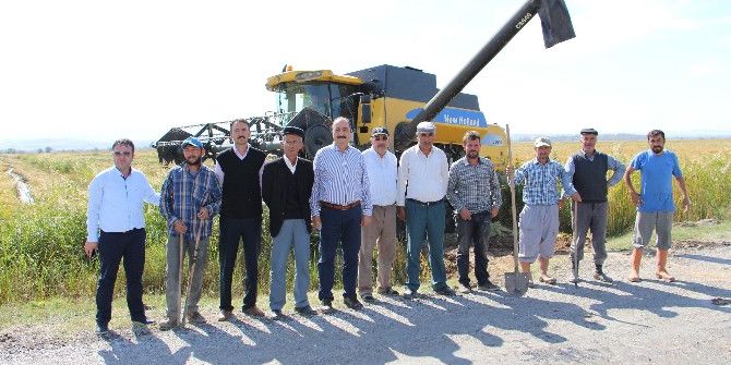 Çankırı’da Çeltik Hasadı Başladı