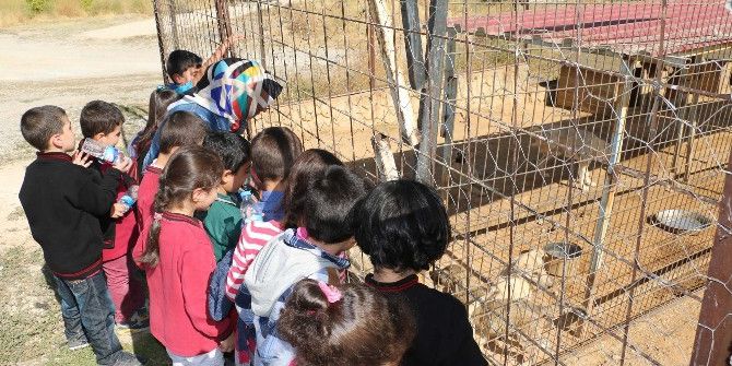 Öğrencilere Hayvan Sevgisi Aşılanıyor