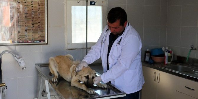 Sokak Hayvanlarına En Güzel Hediye