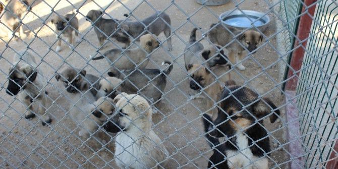 Minikler Hayvan Barınağını Ziyaret Etti