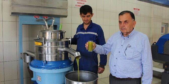 Sezonun İlk Zeytinleri Yağa Dönüştü