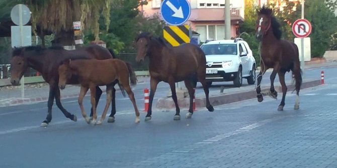 Atlar Trafikte Şahlanarak Gidiyor