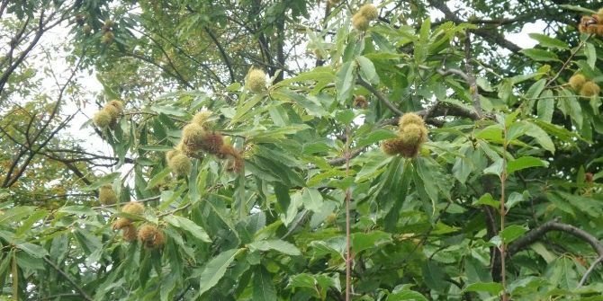 Erfelek’te Yabani Domuzlar Köylüleri Korkutuyor