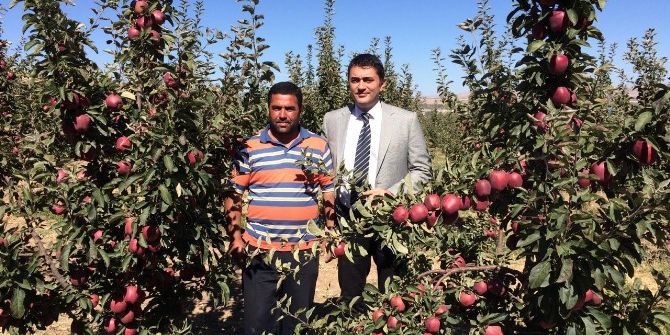 Ahlat Elması Revaçta