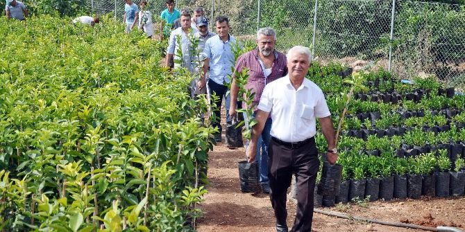 Erdemli Ziraat Odası Sertifikalı Fidan Satışlarına Başladı