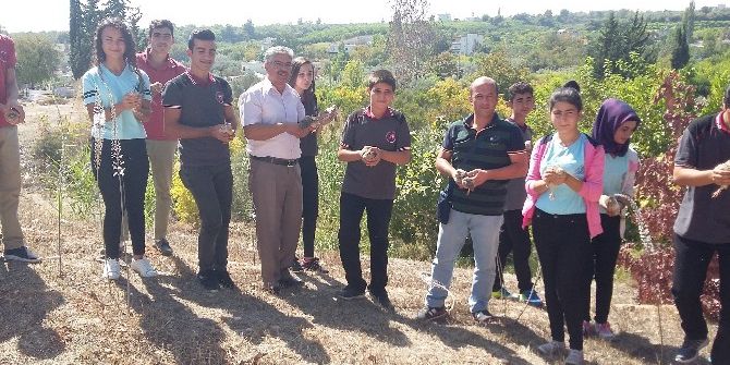 Öğrencilerin Yetiştirdiği Bıldırcınlar Doğaya Salındı