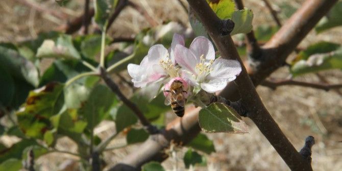 Yozgat’ta Elma Ağaçları Çiçek Açtı