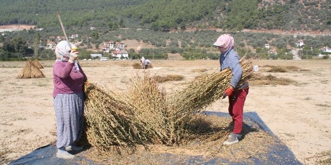 Muğla Susamına Japon İlgisi