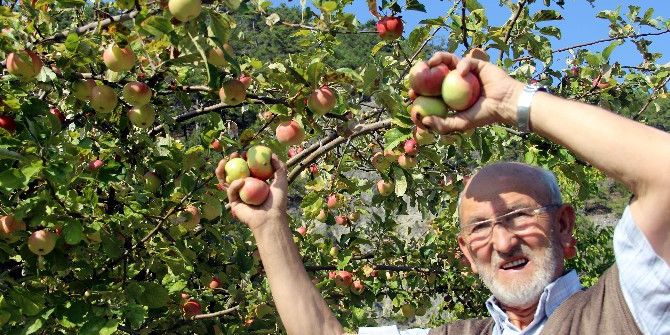 Kütahya’da Elma Bereketi