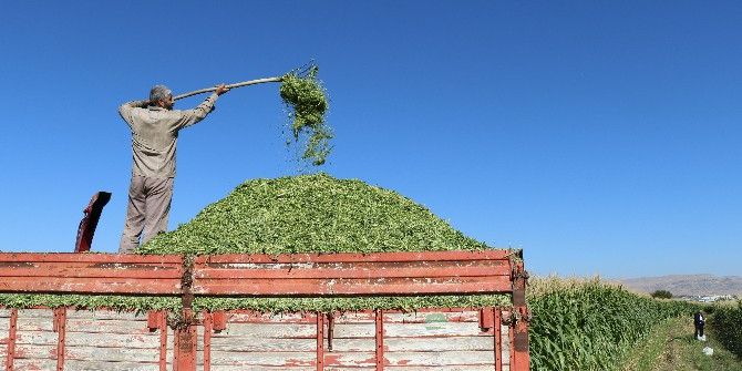 Elazığ’da Silajlık Mısır Hasadı Başladı