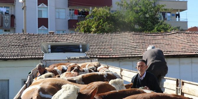 Elazığ’da Damızlık Boğa Dağıtımı Yapıldı