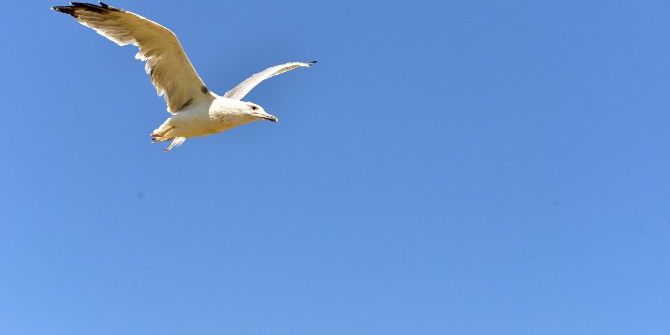 Tedavisi Tamamlanan 13 Leylek Doğaya Bırakıldı