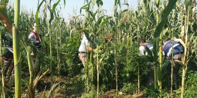 Mısır Tarlasından Esrar Çıktı