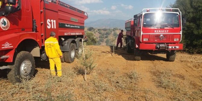 Nazilli’de Zeytinlik Alan Kül Oldu