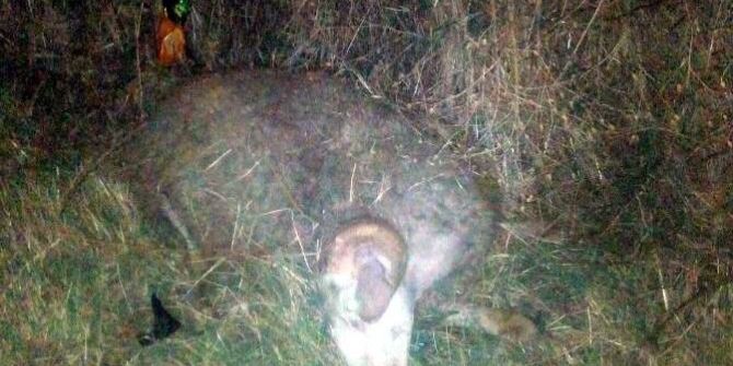 Hayrabolu’da Cip Koyun Sürüsüne Çarptı : 1 Kişi Öldü, 7 Koyun Telef Oldu