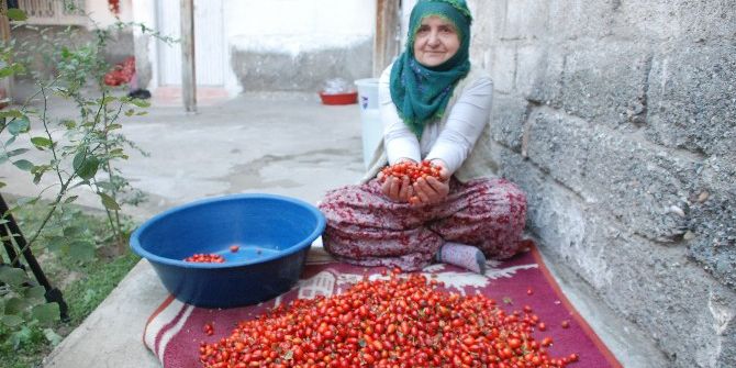 C Vitamini Deposu Kuşburnunun Lezzet Yolculuğu