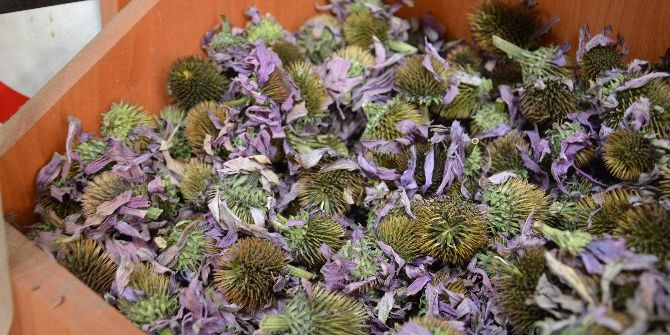 Soğuk Algınlığının Çaresi Ekinezya