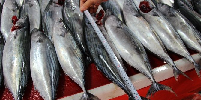 Palamutta Tehlike Çanları...