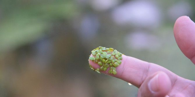 En Küçük Bitki ’Temizlik Hastası’ Çıktı