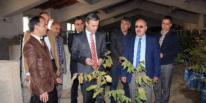 Çiftçilere Ceviz Fidanı Dağıtıldı