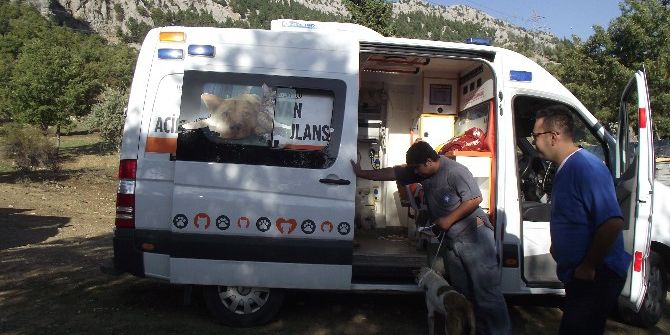 Akseki’de Ölüme Terk Edilen Köpeklere Büyükşehir Sahip Çıktı