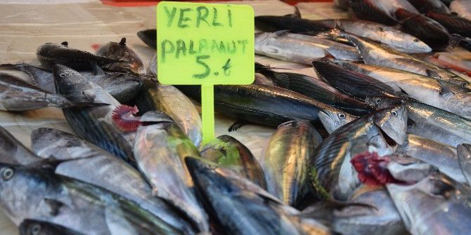 Palamut Bolluğu Hem Balıkçıların Hem De Vatandaşların Yüzünü Güldürdü