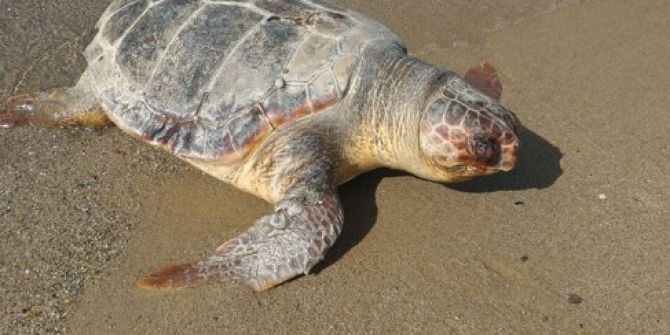 Kuşadası’nda Sahile Caretta Caretta Ölüsü Vurdu