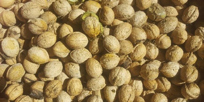 Beytüşşebap İlçesinde Ceviz Toplama Mevsimi Başladı