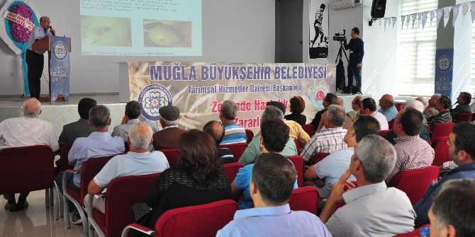 Milas Zeytininde Rekolte Düştü