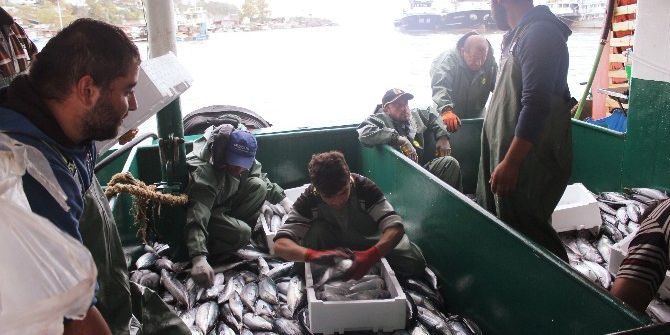 Balıkçı Tekneleri Kasa Kasa Palamut İle Döndü