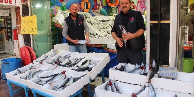 Balıkçılarda Palamut Bolluğu Yaşanıyor