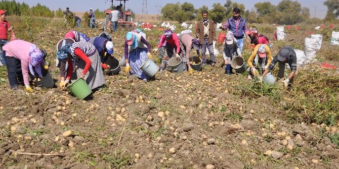Patates Tarlaları Genç Kızların Umudu Oldu