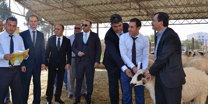 Afyonkarahisar’da 19 Besiciye 61 Adet Bafra Koçu Dağıtıldı