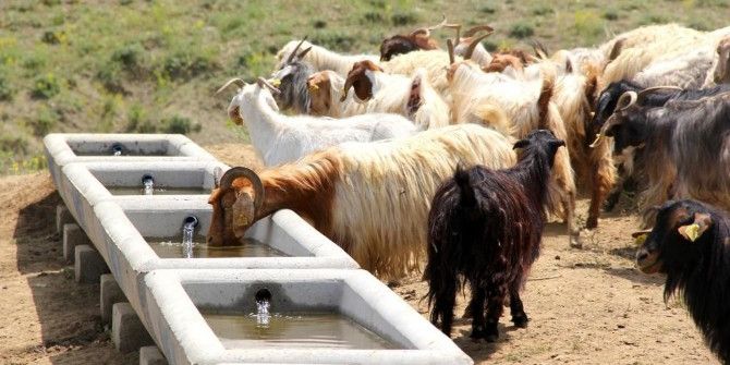 Ağrı’da Hayvancılığa Büyük Destek