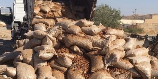 Silopi’de 43 Bin 530 Kilogram Ceviz İmha Edildi