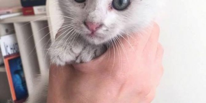 Arabanın Motoruna Sıkışan Kedi Yavrusunu İtfaiye Kurtardı