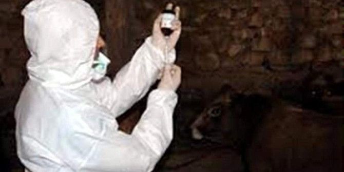 Aydın’da 3. Dönem Şap Aşılama Çalışmaları Başladı