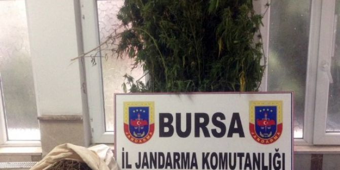Bursa’da Uyuşturucu Operasyonu