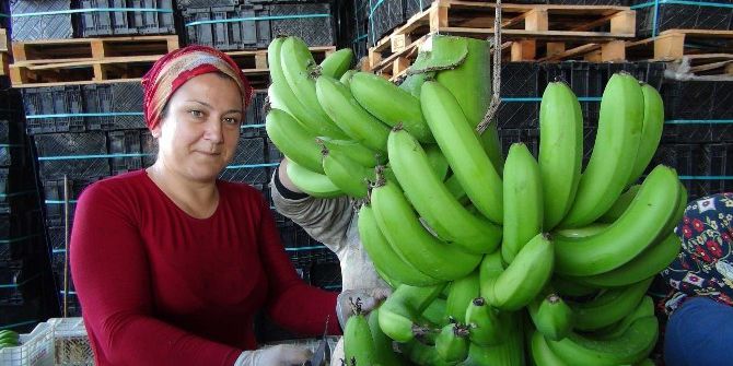 Muz Hasadı Başladı