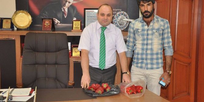 Salçalık Kırmızıbiber Besni’de Yetiştirilecek