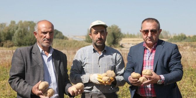 Ahlat’ta Patates Hasadı Başladı